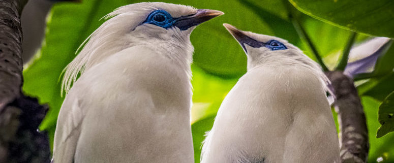 How is the Bali myna different from other myna species?