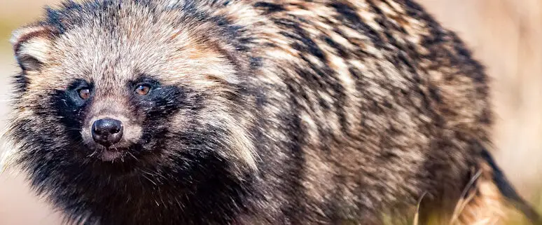 What are raccoon dogs?