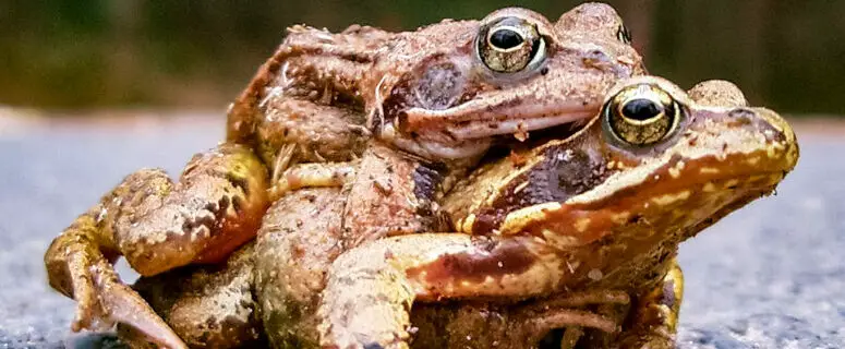 What do female European common frogs do to avoid mating?