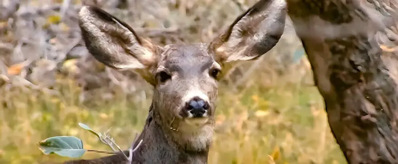 What is ‘Zombie Deer Disease’?